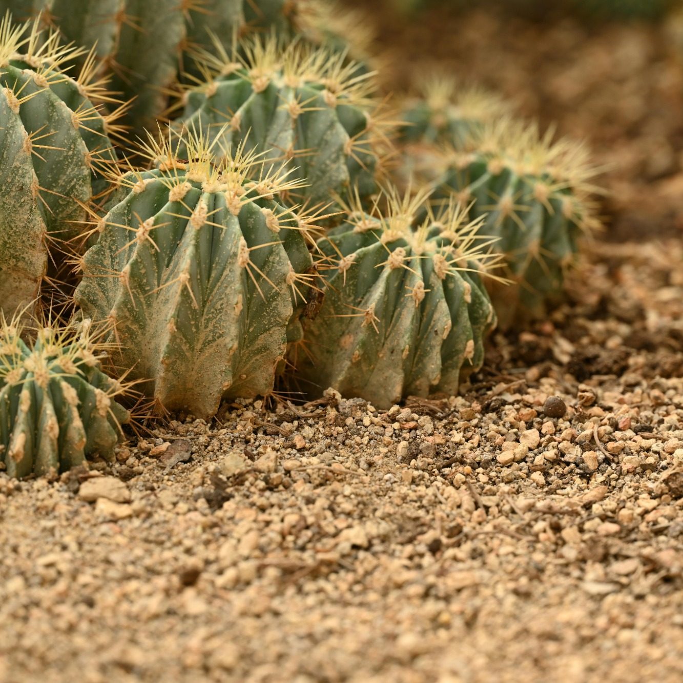 Groupe de cactus sur un sol de gravier clair