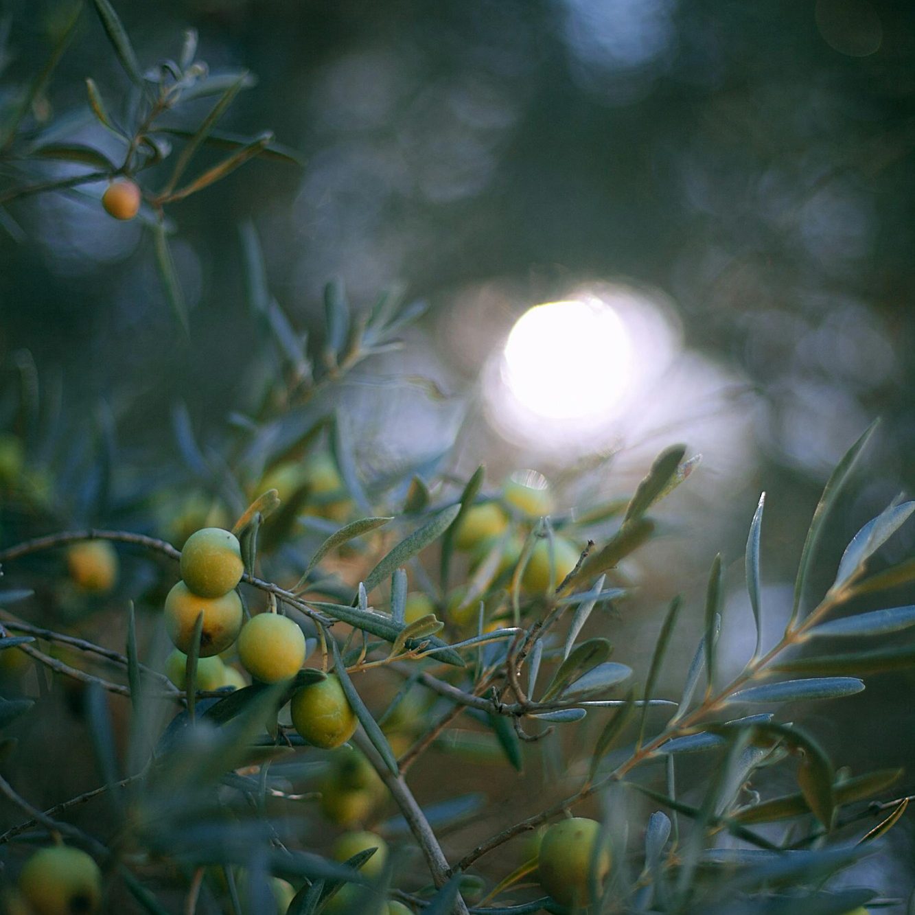 Branche d'olivier chargée d'olives dans la lumière du soir