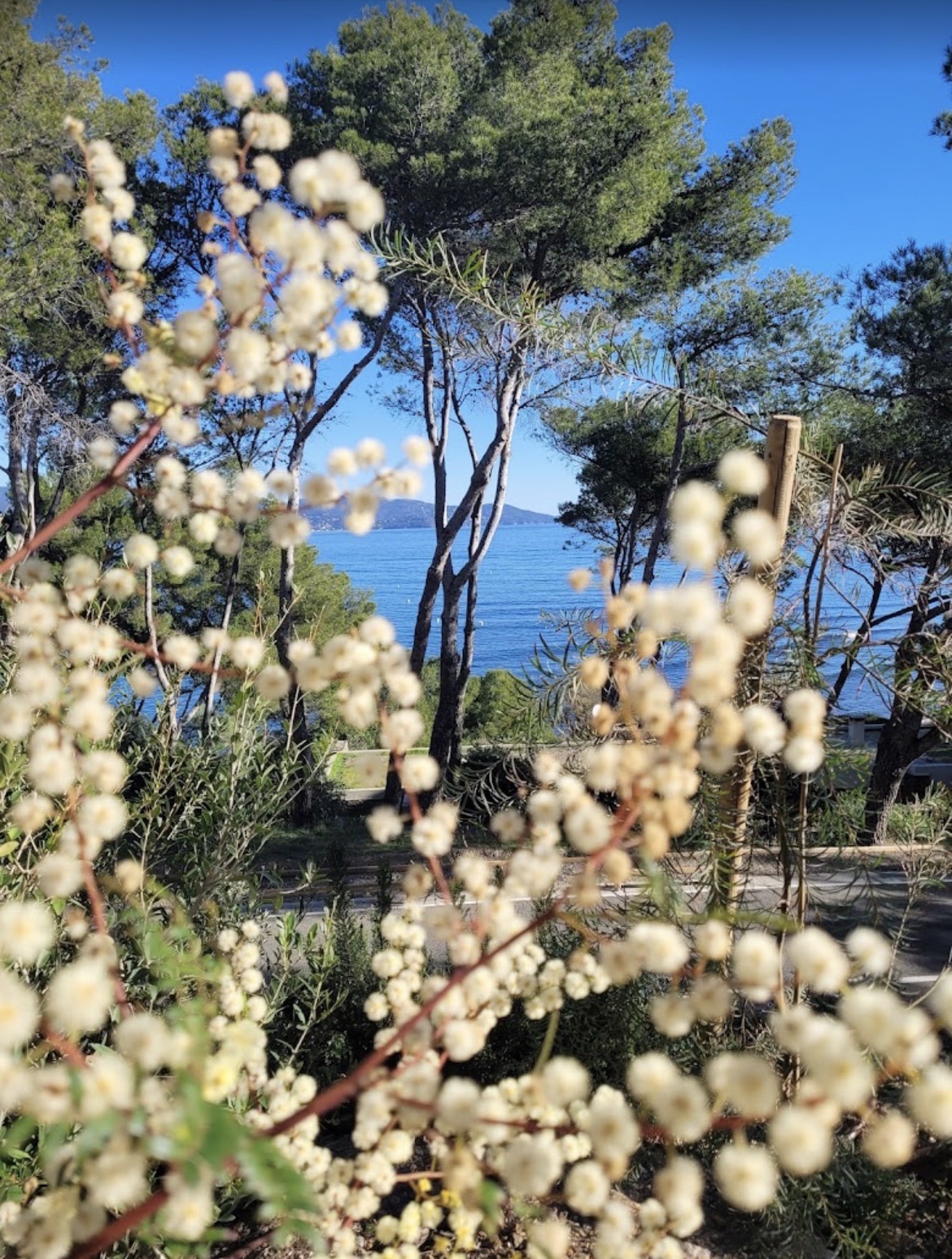 Pins et fleurs blanches face à la mer sur le littoral varois